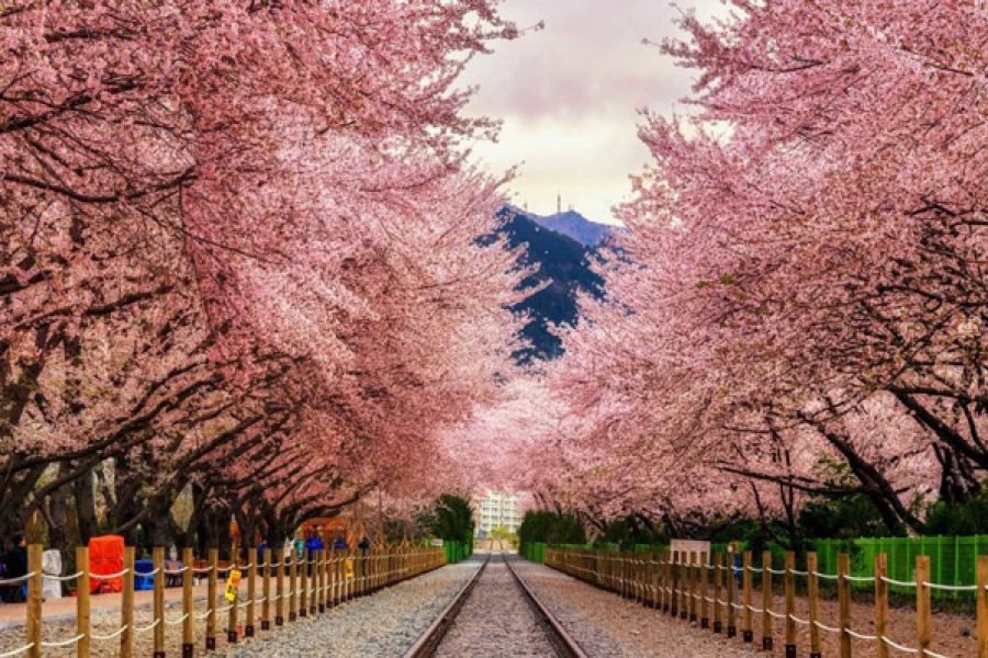 Tour Hàn Quốc 4N4Đ: Seoul – Nami – Everland – Yeouido Ngắm Hoa Anh Đào