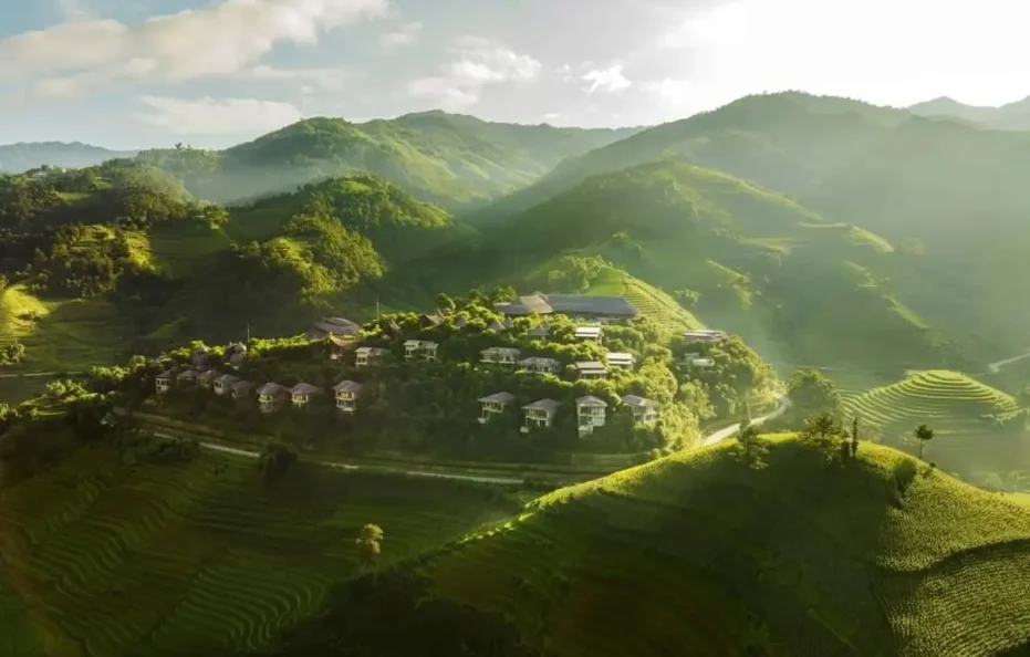 Garrya Mù Cang Chải