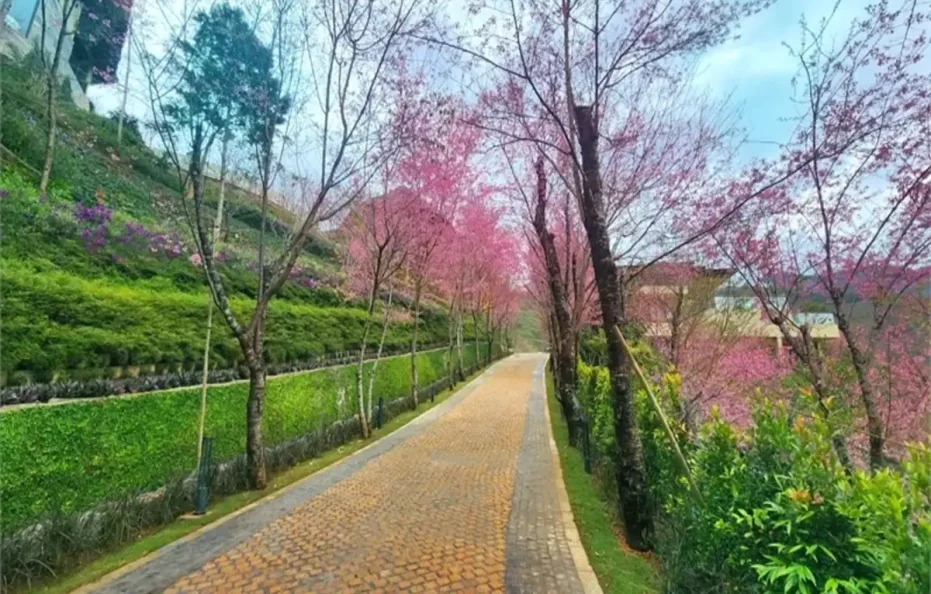 Garrya Mù Cang Chải